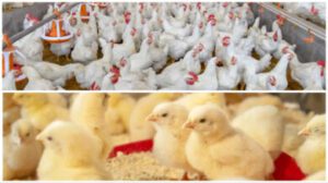 How Many 50kg Bags Of Feed Do I Need For 100 Broilers?