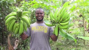 Plantain Farming in Nigeria