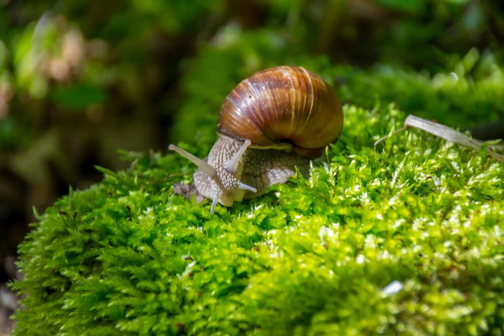 What Do Snails Eat