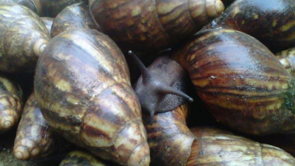 Which Snail Species Are Best for Home Farming