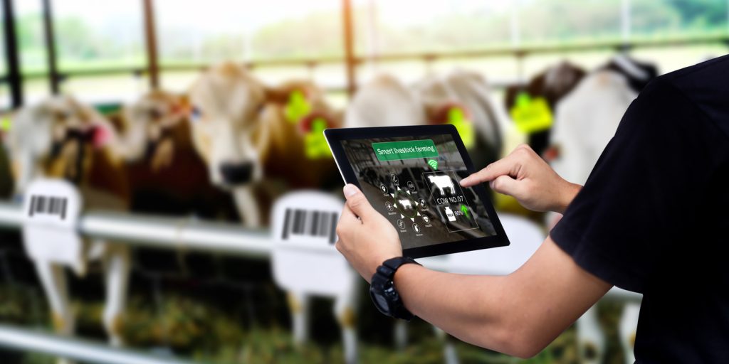 How AI Improve Livestock Management: Reducing Costs and Increasing Yields