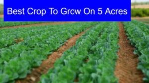 Best Crop To Grow On 5 Acres