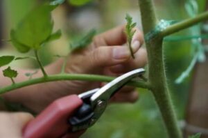 Suckering Tomato Plant - How To Prune Tomatoes For Maximum Yield?