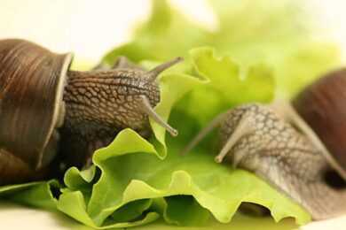 What Can Snails Eat — How to Feed Snails to Grow Faster