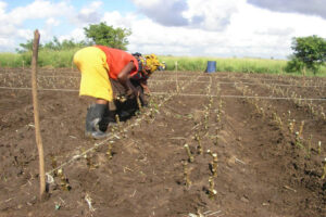 Timing is everything! A farmer carefully plants a cassava stem cutting into the prepared soil at the start of the reliable rainy season.