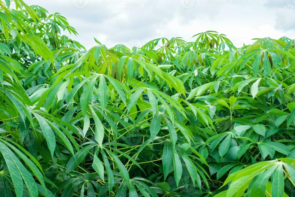 Witness the power of the rains! A healthy cassava field thrives during Nigeria's wet season, benefitting from consistent moisture.