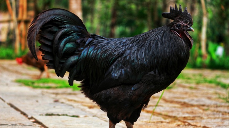 6 Rare Ayam Cemani Rainbow Egg Hybrids – Fresh & Fertile Chicken Hatching Eggs