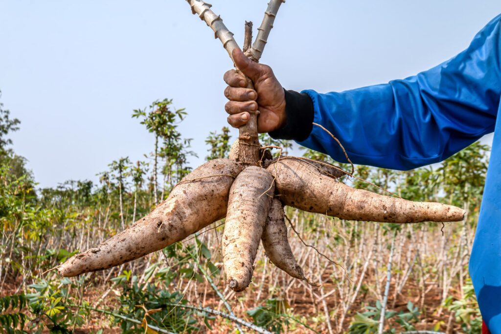 The goal of perfect planting timing: a harvest of healthy, well-developed cassava tubers ready for consumption or processing.