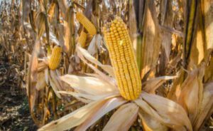 Corn Farming Process: A 9-Step Guide to High-Yield Production