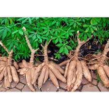 Game Changer (UMUCASS 47) Cassava