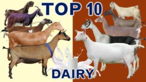 Goat Breeds in USA