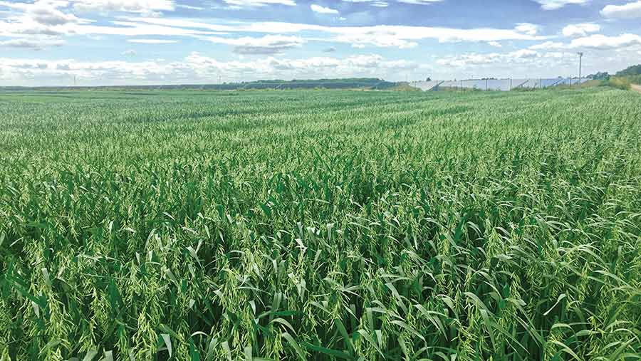 Green oat field growing in the UK countryside during the summer months