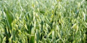 How Long Do Oats Take to Grow