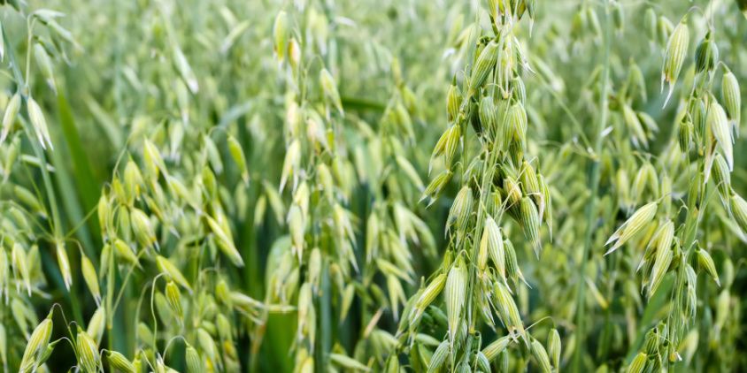 How Long Do Oats Take to Grow