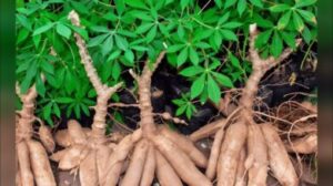 How Long Does It Take Cassava To Grow
