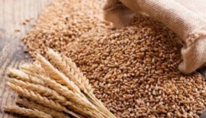 How Long Does It Take To Grow Wheat In Nigeria