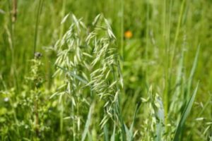 How Many Acres Will a 50 lb Bag of Oats Plant