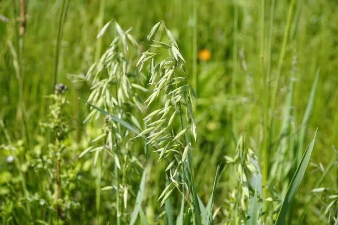 How Many Acres Will a 50 lb Bag of Oats Plant