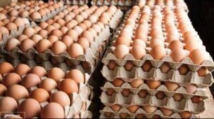 How Many Crates Of Eggs Can 1000 Layers Produce?