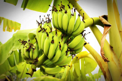 How Many Times Does a Banana Tree Bear Fruit? & Plantain Growing Tips