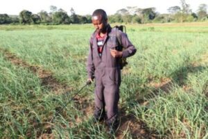 How Much Profit Can You Make from an Acre of Wheat in Nigeria