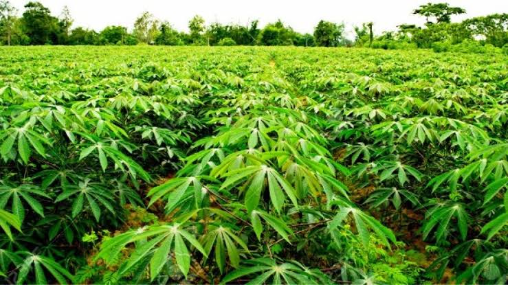 How Profitable Is Cassava Farming In Nigeria: How Much Can 1 Acre Of Cassava Generate?