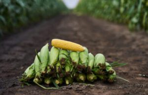 How Profitable Is Corn Farming - How Much Money Does 1 Acre Of Corn Yield