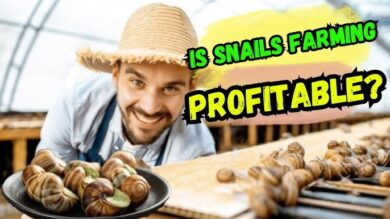 How Profitable Is Snail Farming