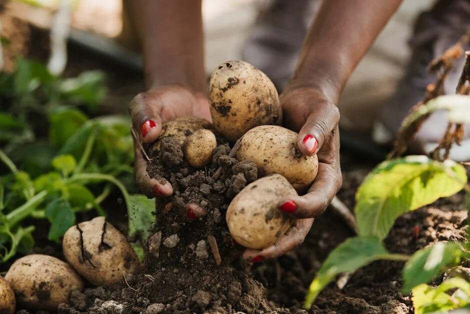 How late can you plant potatoes UK