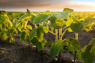 How many acres will a 50 lb bag of soybeans plant