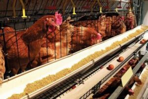 How many bags of feed for 100 layers per month