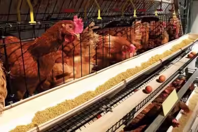 How many bags of feed for 100 layers per month