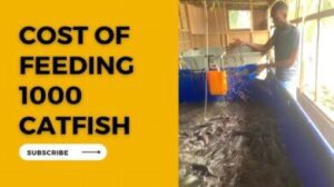 How many bags of feed for 1000 catfish in a month?