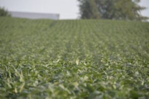 How many bags of soybeans per acre
