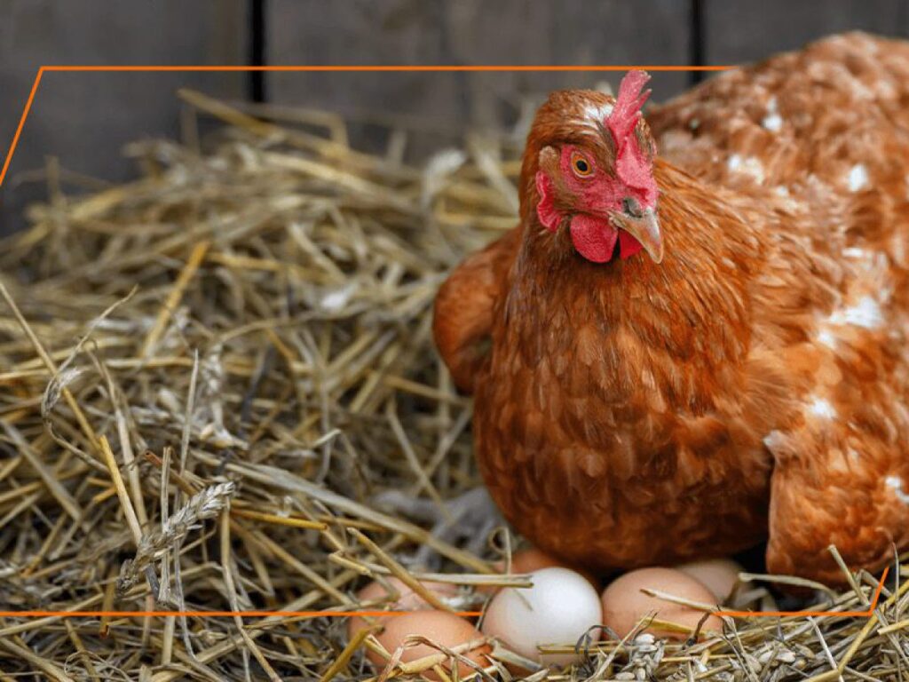 How many months do layers start laying eggs