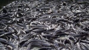 Catfish Growth: How Many Months Does It Take Catfish to Grow?