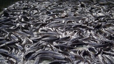 Catfish Growth: How Many Months Does It Take Catfish to Grow?
