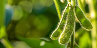 How to Grow Soybeans from Seed