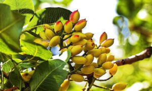 How to Plant, Grow & Care For a Pistachio Tree
