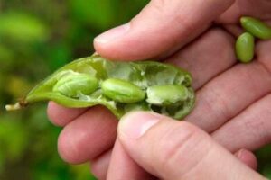 How to plant soya beans step by step