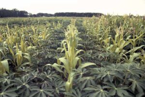 Two crops, one field: A common and beneficial practice in Nigeria, showing taller maize growing alongside younger cassava plants.