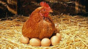 Layer Chicken Farming: A Complete Guide to Profitable Egg Production