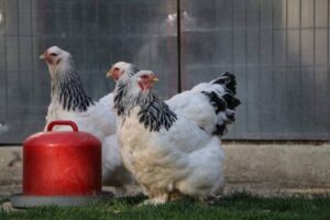 Light Brahma chicken size - How big can a light Brahma chicken get?