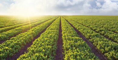 List of Crop Insurance Companies in USA