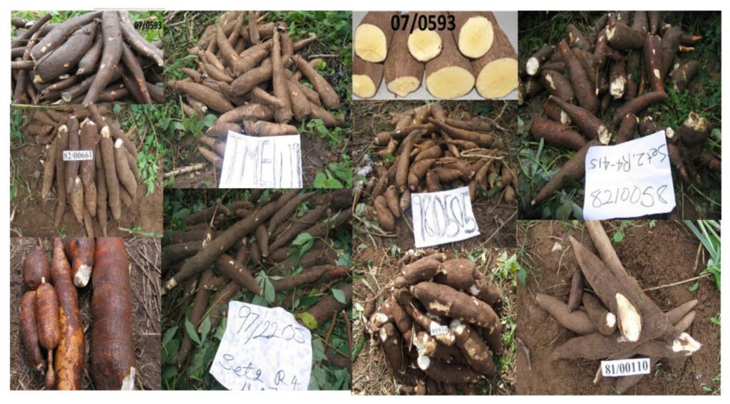 Photo showcasing several different cassava plants in a research plot or field, highlighting variations in leaf shape, stem color, and plant structure.