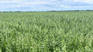 Oat Yield Per Hectare UK: What is the Average (and Why it Changes)