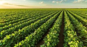 Soybean Farming Profit Per Acre – How Much Do You Make Off An Acre Of Soybeans
