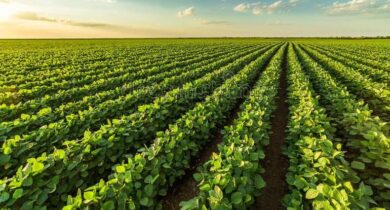 Soybean Farming Profit Per Acre – How Much Do You Make Off An Acre Of Soybeans