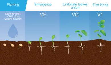 Soybean Growth Stages Days – How Long Do Soybeans Take To Grow ...
