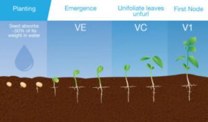 Soybean Growth Stages Days – How Long Do Soybeans Take To Grow